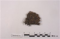 藏品(黃木靈苔)的圖片